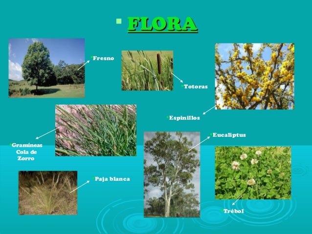 Región pampeana final