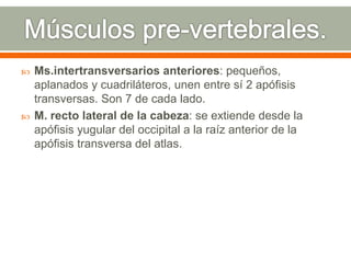  Ms.intertransversarios anteriores: pequeños,
aplanados y cuadriláteros, unen entre sí 2 apófisis
transversas. Son 7 de cada lado.
 M. recto lateral de la cabeza: se extiende desde la
apófisis yugular del occipital a la raíz anterior de la
apófisis transversa del atlas.
 