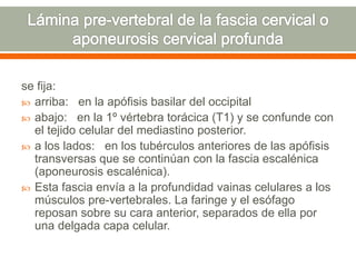 se fija:
 arriba: en la apófisis basilar del occipital
 abajo: en la 1º vértebra torácica (T1) y se confunde con
el tejido celular del mediastino posterior.
 a los lados: en los tubérculos anteriores de las apófisis
transversas que se continúan con la fascia escalénica
(aponeurosis escalénica).
 Esta fascia envía a la profundidad vainas celulares a los
músculos pre-vertebrales. La faringe y el esófago
reposan sobre su cara anterior, separados de ella por
una delgada capa celular.
 