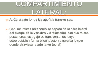  A. Cara anterior de las apofisis transversas.
 Con sus raices anteriores se separa de la cara lateral
del cuerpo de la vertebra y circunscribe con sus raices
posteriores los agujeros transversarios, cuya
superposicion forma el conducto transversario (por
donde atraviesa la arteria vertebral)
 