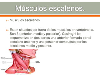  Músculos escalenos.
 Estan situados por fuera de los musculos prevertebrales.
Son 3 (anterior, medio y posterior). Casiraghi los
esquematiza en dos partes una anterior formada por el
escaleno anterior y una posterior compuesta por los
escalenos medio y posterior.
 