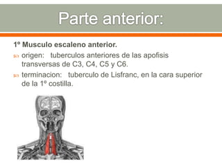 1º Musculo escaleno anterior.
 origen: tuberculos anteriores de las apofisis
transversas de C3, C4, C5 y C6.
 terminacion: tuberculo de Lisfranc, en la cara superior
de la 1º costilla.
 