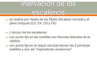  se realiza por medio de los filetes del plexo cervical y el
plexo braquial (C3, C4, C5 y C6)
 ♪ Accion de los escalenos:
 con punto fijo en las costillas son flexores laterales de la
cabeza.
 con punto fijo en el raquis cervical elevan las 2 primeras
costillas y son asi "inspiradores accesorios".
 