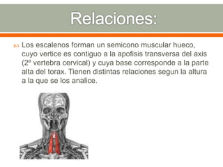  Los escalenos forman un semicono muscular hueco,
cuyo vertice es contiguo a la apofisis transversa del axis
(2º vertebra cervical) y cuya base corresponde a la parte
alta del torax. Tienen distintas relaciones segun la altura
a la que se los analice.
 