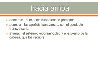  adelante: el espacio subparotideo posterior.
 adentro: las apofisis transversas, con el conducto
transversario.
 afuera: el esternocleidomastoideo y el esplenio de la
cabeza, que los recubre.
 