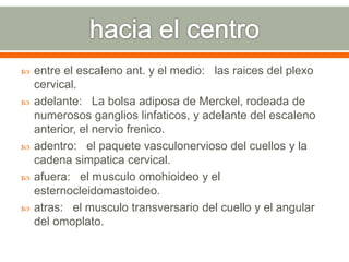  entre el escaleno ant. y el medio: las raices del plexo
cervical.
 adelante: La bolsa adiposa de Merckel, rodeada de
numerosos ganglios linfaticos, y adelante del escaleno
anterior, el nervio frenico.
 adentro: el paquete vasculonervioso del cuellos y la
cadena simpatica cervical.
 afuera: el musculo omohioideo y el
esternocleidomastoideo.
 atras: el musculo transversario del cuello y el angular
del omoplato.
 