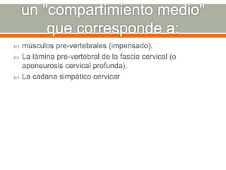 músculos pre-vertebrales (impensado).
 La lámina pre-vertebral de la fascia cervical (o
aponeurosis cervical profunda).
 La cadana simpático cervicar
 