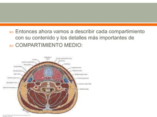  Entonces ahora vamos a describir cada compartimiento
con su contenido y los detalles más importantes de
 COMPARTIMIENTO MEDIO:
 