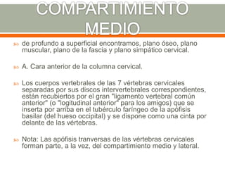  de profundo a superficial encontramos, plano óseo, plano
muscular, plano de la fascia y plano simpático cervical.
 A. Cara anterior de la columna cervical.
 Los cuerpos vertebrales de las 7 vértebras cervicales
separadas por sus discos intervertebrales correspondientes,
están recubiertos por el gran "ligamento vertebral común
anterior" (o "logitudinal anterior" para los amigos) que se
inserta por arriba en el tubérculo faríngeo de la apófisis
basilar (del hueso occipital) y se dispone como una cinta por
delante de las vértebras.
 Nota: Las apófisis tranversas de las vértebras cervicales
forman parte, a la vez, del compartimiento medio y lateral.
 