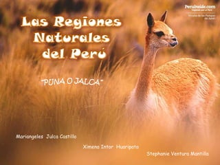 Las Regiones Naturales  del Perú “PUNA O JALCA” MariangelesJulca Castillo  Ximena IntorHuaripata Stephanie Ventura Mantilla 
