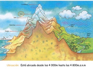 Ubicación: Está ubicada desde los 4 000m hasta los 4 800m.s.n.m