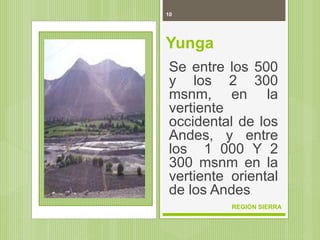 10
REGIÓN SIERRA
Yunga
Se entre los 500
y los 2 300
msnm, en la
vertiente
occidental de los
Andes, y entre
los 1 000 Y 2
300 msnm en la
vertiente oriental
de los Andes.
 