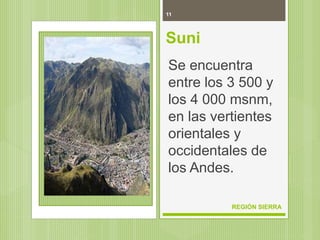 11
REGIÓN SIERRA
Suni
Se encuentra
entre los 3 500 y
los 4 000 msnm,
en las vertientes
orientales y
occidentales de
los Andes.
 