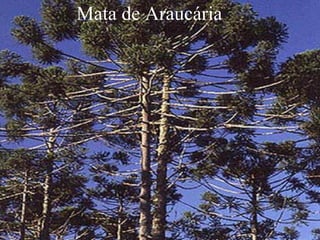 Mata de Araucária 