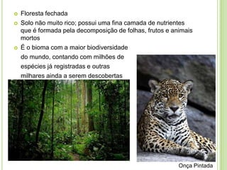 




Floresta fechada
Solo não muito rico; possui uma fina camada de nutrientes
que é formada pela decomposição de folhas, frutos e animais
mortos
É o bioma com a maior biodiversidade
do mundo, contando com milhões de
espécies já registradas e outras
milhares ainda a serem descobertas

Onça Pintada

 