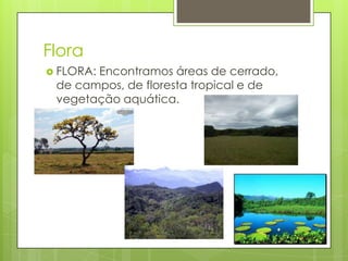 Flora
 FLORA: Encontramos áreas de cerrado,
de campos, de floresta tropical e de
vegetação aquática.
 