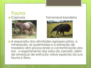 Fauna
 Capivara Tamanduá-bandeira
 A expansão das atividades agropecuárias, a
mineração, as queimadas e a extração de
madeira vêm provocando a contaminação dos
rios, o esgotamento dos solos do cerrado, além
de ameaçar de extinção várias espécies da sua
fauna e flora.
 