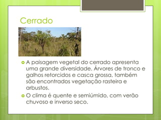 Cerrado
 A paisagem vegetal do cerrado apresenta
uma grande diversidade. Árvores de tronco e
galhos retorcidos e casca grossa, também
são encontrados vegetação rasteira e
arbustos.
 O clima é quente e semiúmido, com verão
chuvoso e inverso seco.
 