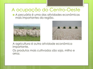 A ocupação do Centro-Oeste
 A pecuária é uma das atividades econômicas
mais importantes da região.
A agricultura é outra atividade econômica
importante.
Os produtos mais cultivados são soja, milho e
arroz.
 