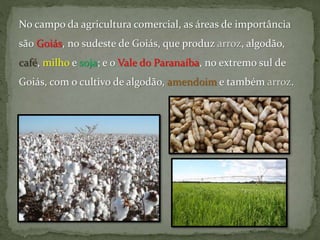 No campo da agricultura comercial, as áreas de importância
são Goiás, no sudeste de Goiás, que produz arroz, algodão,
café, milho e soja; e o Vale do Paranaíba, no extremo sul de
Goiás, com o cultivo de algodão, amendoim e também arroz.
 