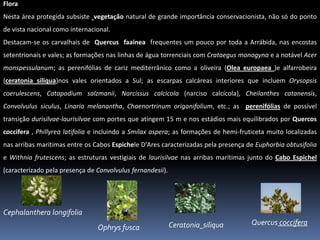 FloraNesta área protegida subsiste vegetação natural de grande importância conservacionista, não só do ponto de vista nacional como internacional.Destacam-se os carvalhais de  Quercus  faaineafrequentes um pouco por toda a Arrábida, nas encostas setentrionais e vales; as formações nas linhas de água torrenciais com Crataegusmonogyna e a notável Acermonspessulanum; as perenifólias de cariz mediterrânico como a oliveira (Oleaeuropaea)e alfarrobeira (ceratoniasiliqua)nos vales orientados a Sul; as escarpas calcáreas interiores que incluem Orysopsiscoerulescens, Catapodiumsalzmanii, Narcissuscalcicola (narciso calcícola), Cheilanthescatanensis, Convolvulussiculus, Linariamelanantha, Chaenortrinumoriganifolium, etc.; as  perenifólias de possível transição durisilvae-laurisilvae com portes que atingem 15 m e nos estádios mais equilibrados por Quercoscoccifera, Phillyrealatifolia e incluindo a Smilaxaspera; as formações de hemi-fruticeta muito localizadas nas arribas marítimas entre os Cabos EspicheleD'Ares caracterizadas pela presença de Euphorbiaobtusifolia e Withniafrutescens; as estruturas vestigiais de laurisilvae nas arribas marítimas junto do Cabo Espichel (caracterizado pela presença de Convolvulusfernandesii).CephalantheralongifoliaQuercuscocciferaCeratoniasiliquaOphrysfusca