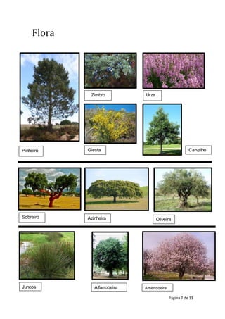 Página7 de 13
Pinheiro
Zimbro Urze
Giesta Carvalho
Sobreiro Azinheira Oliveira
Juncos Alfarrobeira Amendoeira
Flora
 