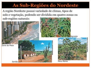 As Sub-Regiões do Nordeste
 A região Nordeste possui variedade de climas, tipos de
 solo e vegetação, podendo ser dividida em quatro zonas ou
 sub-regiões naturais:




                             IVANIA SANT’ANNA/KINO
                                                                                        Agreste




                                                                                                  HAROLDO PALO JR./KINO
                                                     WERNER RUDHART/KINO
Zona da Mata




          Sertão                                                           Meio-Norte
 