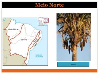 Meio Norte




             BABAÇU
 