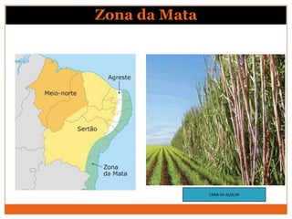 Zona da Mata




               CANA-DE-AÇÚCAR
 