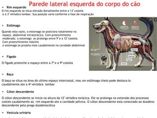 Regiões de interesse cirurgico em animais.pdf