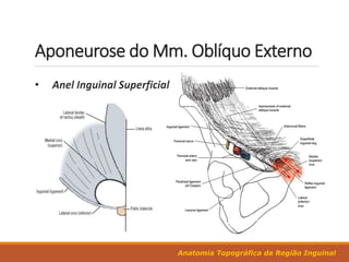 Anatomia Topográfica da Região Inguinal
Aponeurose do Mm. Oblíquo Externo
 