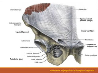Anatomia Topográfica da Região Inguinal
Aponeurose do Mm. Oblíquo Externo
 