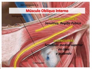 Sensitiva: medial superior
da coxa
e pudendo
Sensitiva: Região Púbica
 