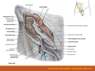 Músculo Origem Inserção Ação
Transverso
6ª. até 12ª Costelas
Crista Ilíaca
Fáscia Toracolombar
Ligamento Inguinal
Processo Xifóide
Linha Alba
Púbis
Compressão
Anatomia Topográfica da Região Inguinal
 