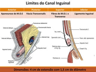 Anterior Posterior Superior Inferior
Aponeurose do M.O.E Fáscia Transversalis Fibras do M.O.I. e
Transverso
Ligamento Inguinal
Dimensões: 4 cm de extensão com 1,5 cm de diâmetro
 
