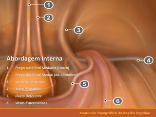 Anatomia Topográfica da Região Inguinal
 