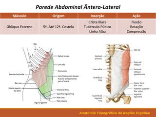 Músculo Origem Inserção Ação
Oblíquo Externo 5ª. Até 12ª. Costela
Crista Ilíaca
Tubérculo Púbico
Linha Alba
Flexão
Rotação
Compressão
Anatomia Topográfica da Região Inguinal
 