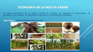 ECONOMÍA DE LA REGIÓN CARIBE
La base económica de la región Caribe es variada, se destacan la agricultura, la
ganadería, la minería, la industria, el turismo y el transporte marítimo.
Agricultura: Sus principales productos son:
 