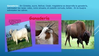 Ganadería: En Córdoba, sucre, Bolívar, Cesár, magdalena se desarrolla la ganadería,
sobresalen las razas :cebú, romo sinuano, el costeño cornudo, búfalo . En la Guajira
sobresalen las cabras.
 