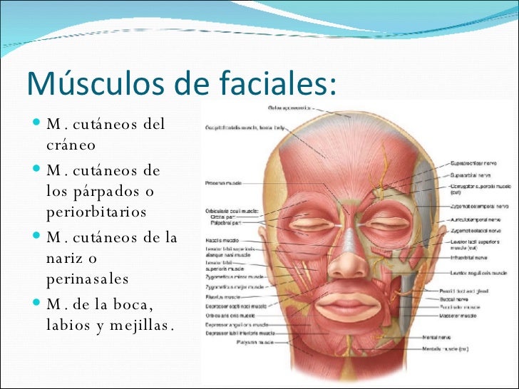Region Facial Y Nervio Facial