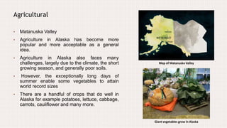 Agricultural
• Matanuska Valley
• Agriculture in Alaska has become more
popular and more acceptable as a general
idea.
• Agriculture in Alaska also faces many
challenges, largely due to the climate, the short
growing season, and generally poor soils.
• However, the exceptionally long days of
summer enable some vegetables to attain
world record sizes
• There are a handful of crops that do well in
Alaska for example potatoes, lettuce, cabbage,
carrots, cauliflower and many more.
Map of Matanuska Valley
Giant vegetables grow in Alaska
 