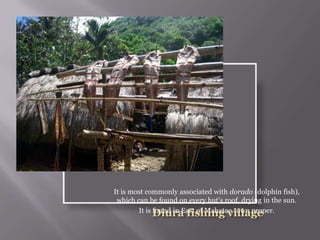 It is most commonly associated with dorado (dolphin fish),
which can be found on every hut's roof, drying in the sun.
It is found in East of Mahatao town proper.
 