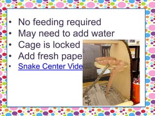 • No feeding required
• May need to add water
• Cage is locked
• Add fresh paper
• Snake Center Video
 