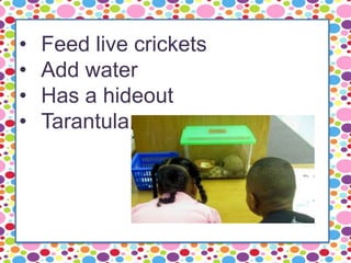 • Feed live crickets
• Add water
• Has a hideout
• Tarantula
 
