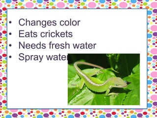• Changes color
• Eats crickets
• Needs fresh water
• Spray water
 