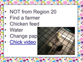 • NOT from Region 20
• Find a farmer
• Chicken feed
• Water
• Change paper
• Chick video
 