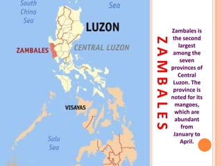ZAMBALES
Zambales is
the second
largest
among the
seven
provinces of
Central
Luzon. The
province is
noted for its
mangoes,
which are
abundant
from
January to
April.
 