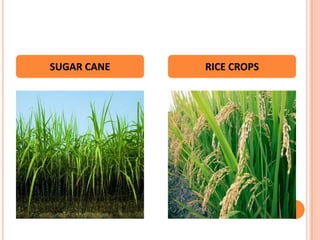 SUGAR CANE RICE CROPS
 