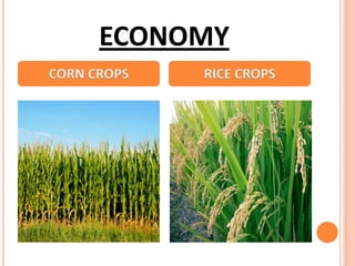 ECONOMY
CORN CROPS RICE CROPS
 