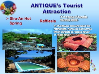  Sira-An Hot
Spring
Rafflesia
 